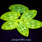 Hot Selling MN Neon Glow Crystal Sew on Rhinestones Navette Gemstones for Dancing Dress